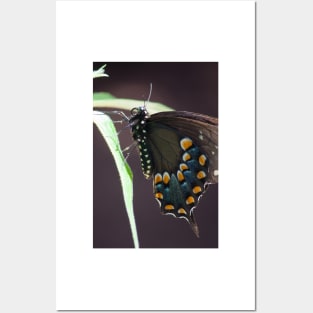 Black Swallowtail Posters and Art